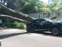 Ambruk, Pohon Besar di Depan Rumah Prabowo Timpa Mobil Fortuner